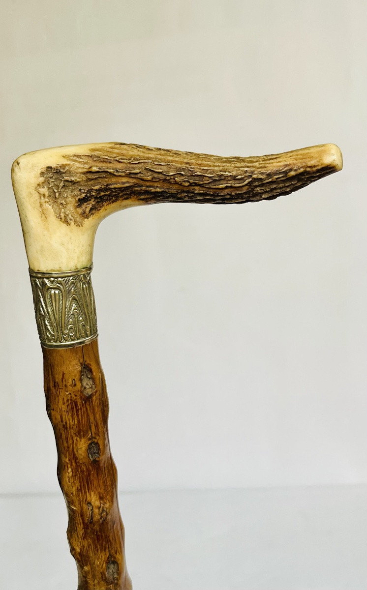 Walking Stick -photo-3